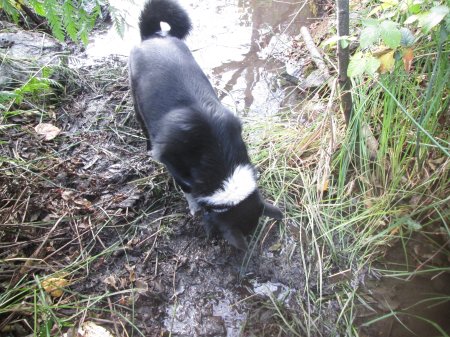 Loki In the mud