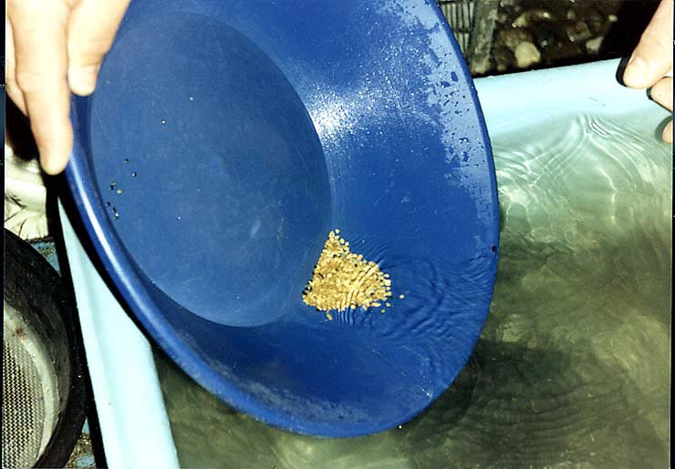 Gold in blue pan